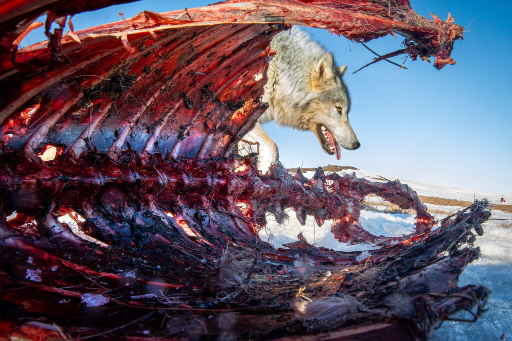 A portrait of a wolf with a camera inside the corpse of another animal, so the wolf head is peering out of the dead corpse.