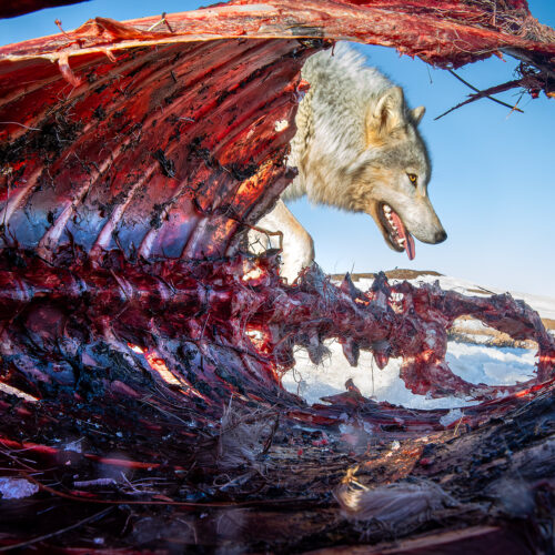 a portrait of a wolf with a camera inside the corpse of another animal, so the wolf head is peering out of the dead corpse