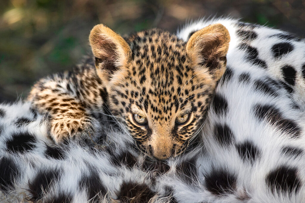 A 7-week-old leopard cub suckling on its mother.