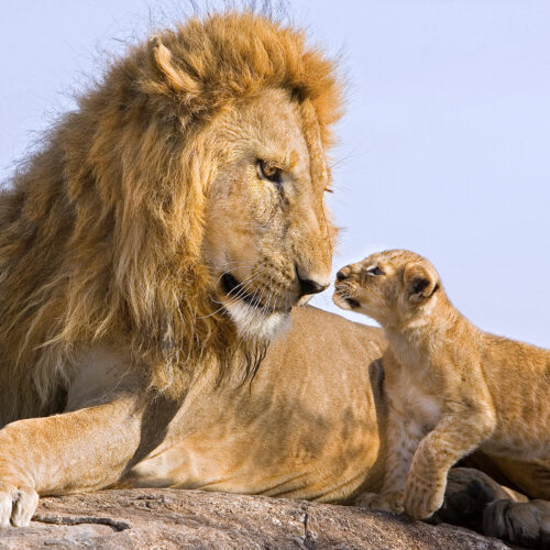 Photo by Suzi Eszterhas showing a mother lion and cub atop a rock in Maasai Mara National Reserve, Kenya.