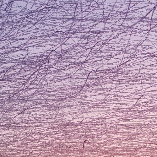 Photo by Xavi Bou captures the intricate flight patterns of swallows in the Ebro Delta, Catalonia.