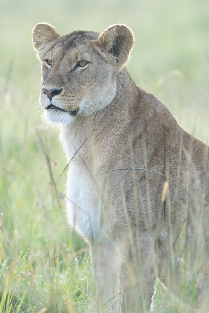 lion before Photoshop Lightroom color adapter