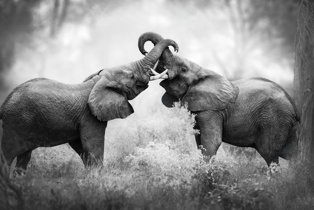 Two young elephants engage in a playful sparring match, their trunks intertwined and tusks clashing in a display of strength and skill.