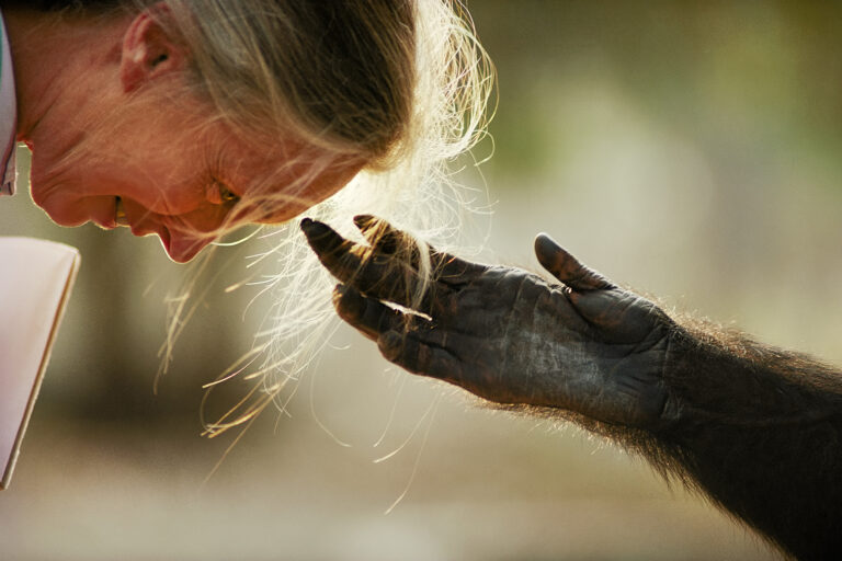 Portrait of Jane Goodall with Chimpanzee hand