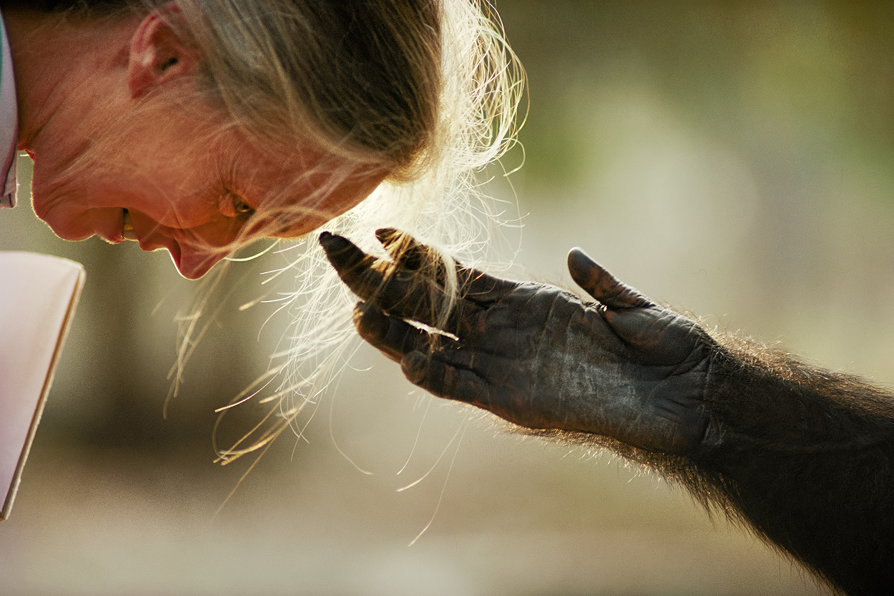 Portrait of Jane Goodall with Chimpanzee hand