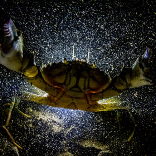 photo of angry crab underwater