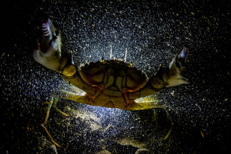 photo of angry crab underwater