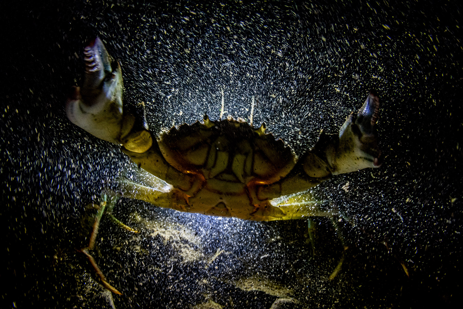 photo of angry crab underwater