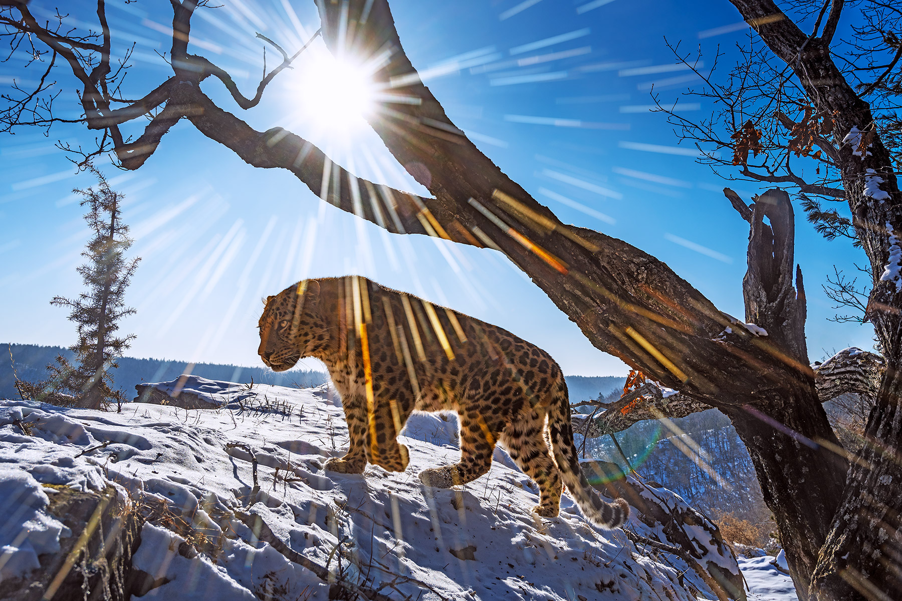 Big Cats Coexisting in Russia's Far East - Wild Eye Magazine