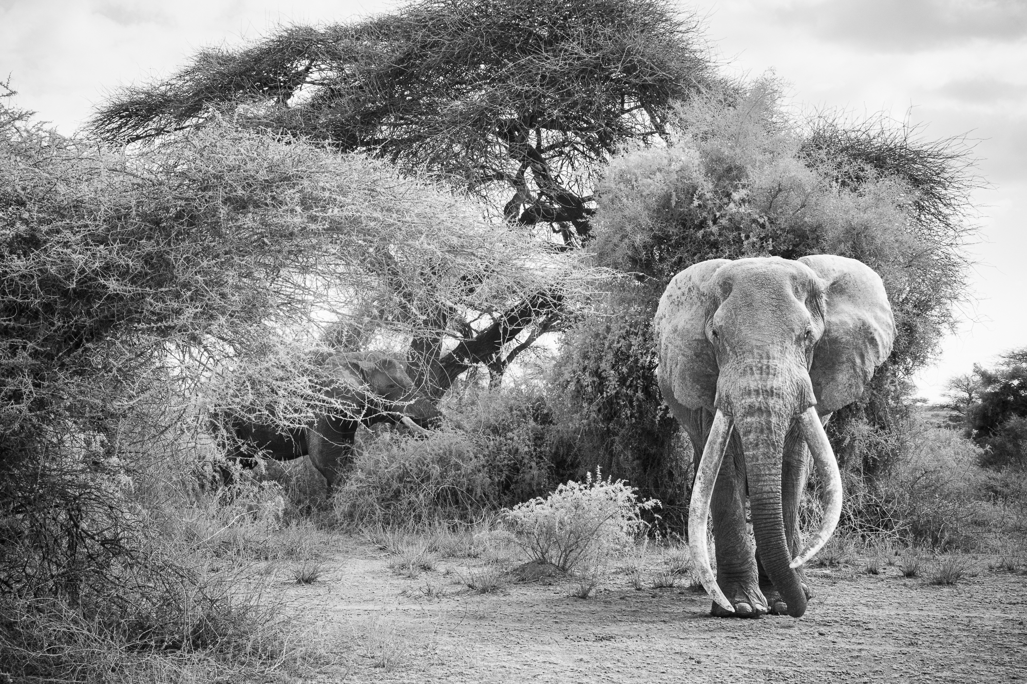 Elephant named craig walking in Ambroseli National Park