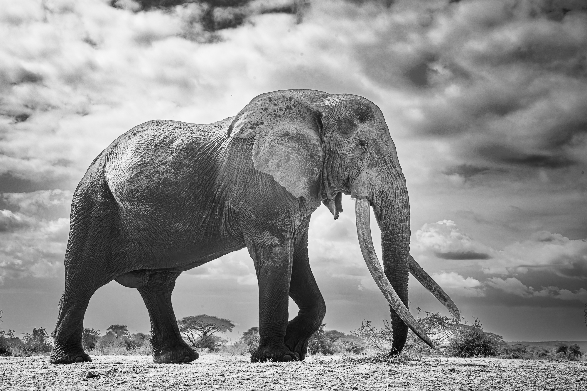 The famous elephant named Craig