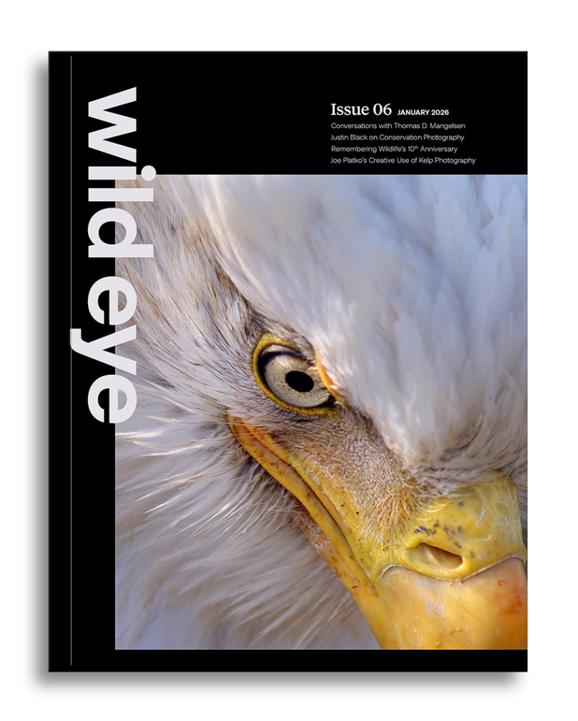 Wild Eye Magazine Cover: Issue 06, January 2026