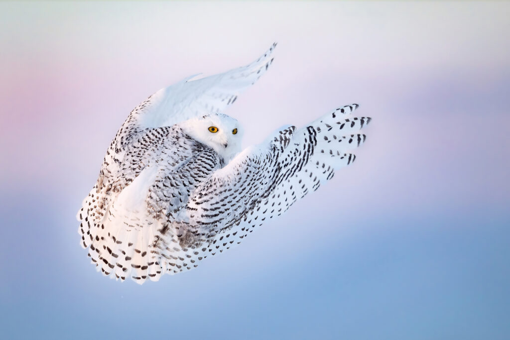 A gorgeous white snowy animal in mid flight, its wings about to open with a dewey soft light surrounding it with light blue and pink pastels of the sky.