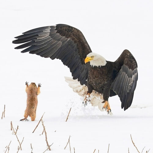 Bald eagle being spooked by a prairie dog.