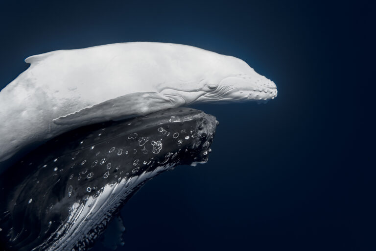 Whale breaching from dark blue ocean water with droplets in the air.