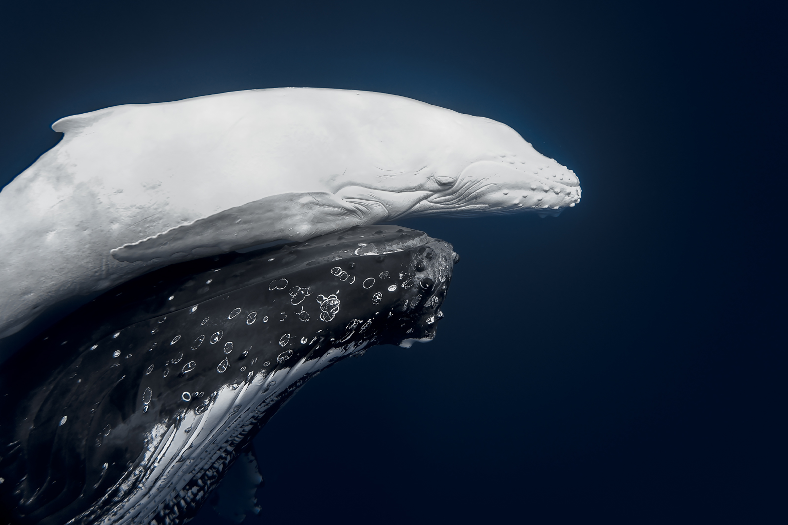 Whale breaching from dark blue ocean water with droplets in the air.