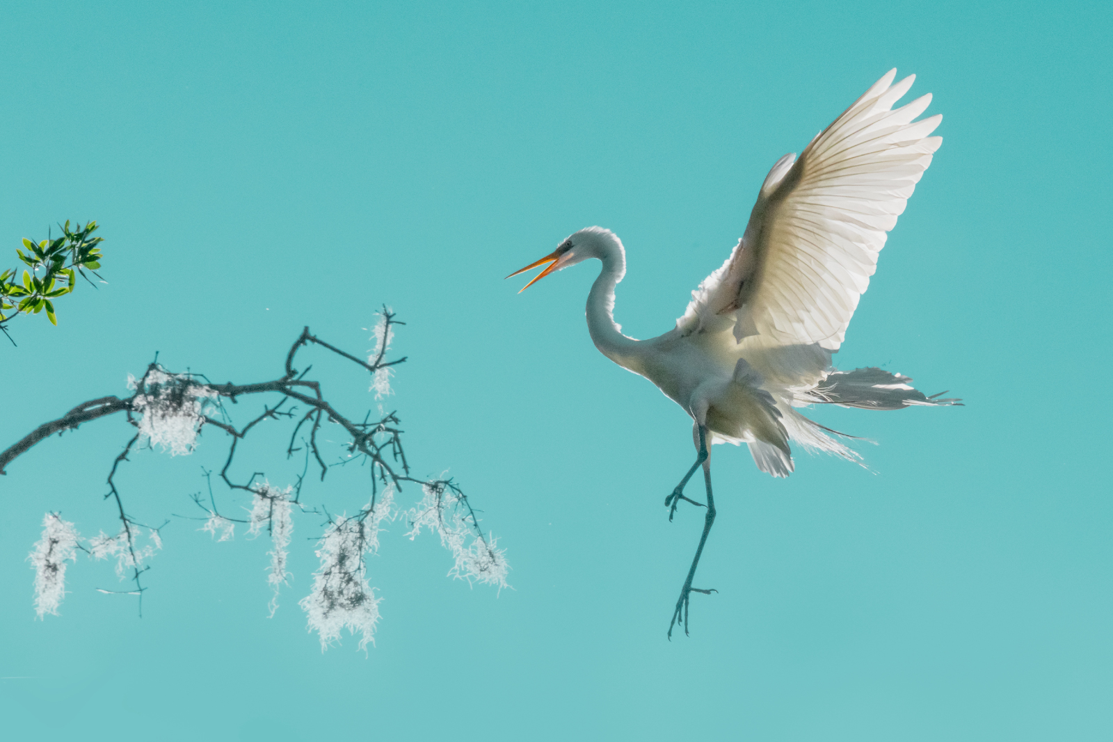 White bird landing on a branch with blossoms against a bright blue sky.