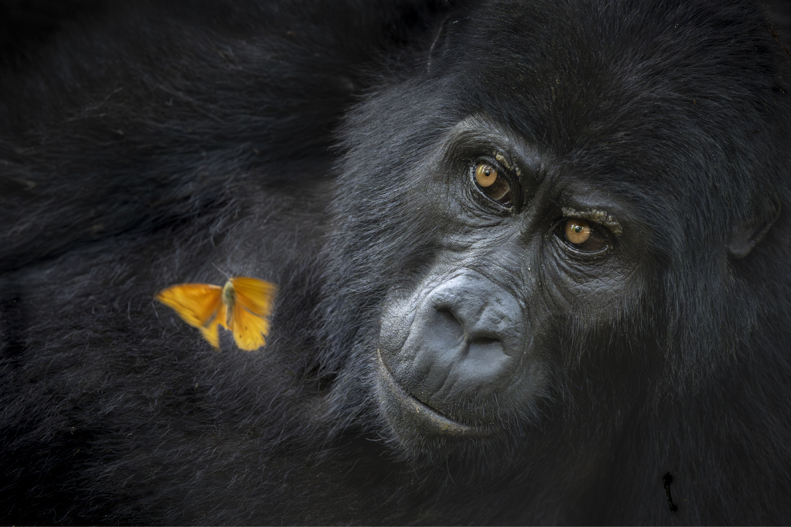 Close-up of a primate face with an orange butterfly nearby.
