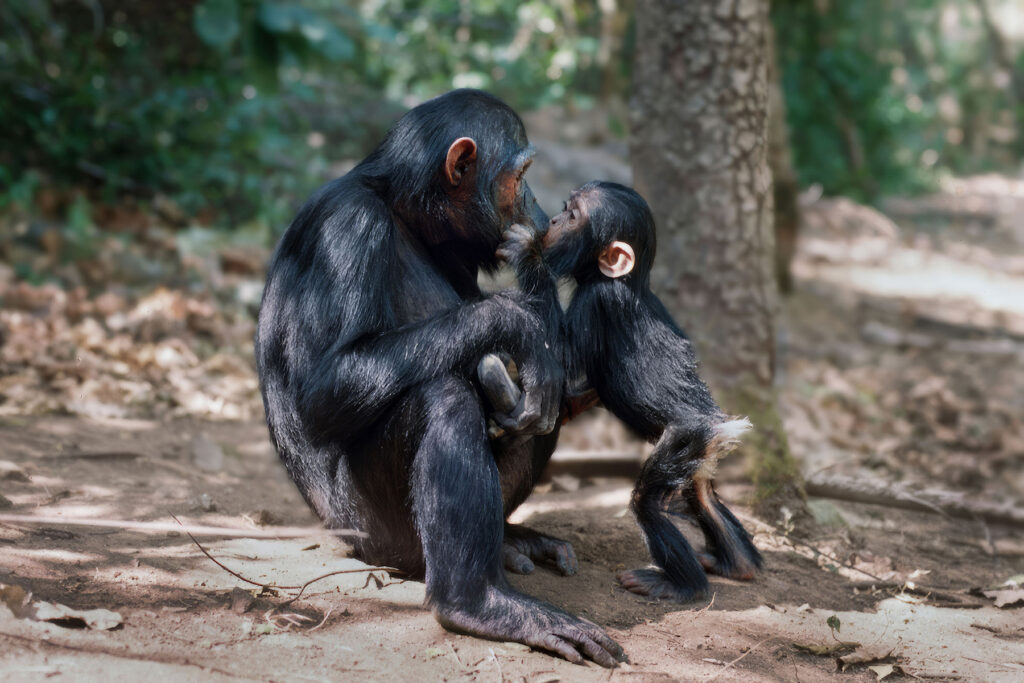 A little chimpanzee holding and kissing it's parent who is sitting and leaning into the moment for affection.