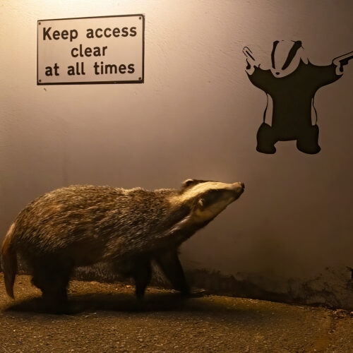Keep access clear at all times with a badger in the crosshair.
