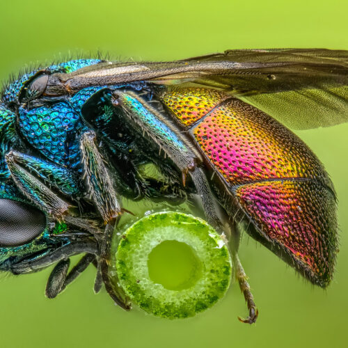 A cuckoo wasp rests balanced on a grass stem. These brilliantly colored parasitic wasps lay eggs in other insects’ nests, and the larva feed on the host species’ larva and stored pollen. 84-frame focus stack captured with a 5× microscope objective.