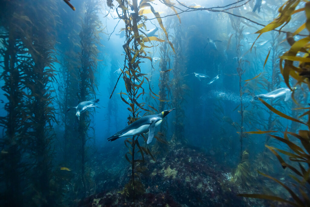Several penguins swimming underwater with kelp.
