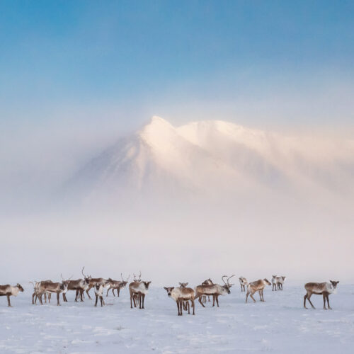 Caribou just outside the Nunamiut Indigenous community. The Nunamiut have depended on caribou for millennia, not only as their main food source, but also culturally and spiritually. The community was founded in 1957 when the Bureau of Indian Affairs forced the Nunamiut to settle into a single village site. Before that, they were nomadic with their homes and way of life revolving around the caribou migration.