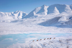 Caribou just outside the Nunamiut Indigenous community. Community members say that over the last decade, the caribou have only come through in the spring and can no longer be found returning in the fall like they once did. The Western Arctic Herd was once the biggest caribou herd in the world, but now their status is critical. Since 2003, the herd has gone from 500,000 animals to fewer than 150,000, with a quarter of the losses happening in just the past three years.