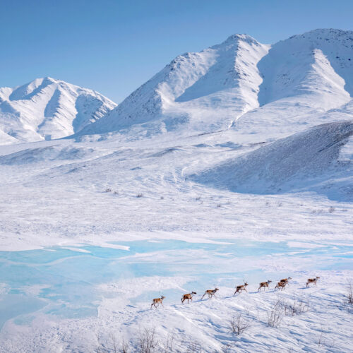 Caribou just outside the Nunamiut Indigenous community. Community members say that over the last decade, the caribou have only come through in the spring and can no longer be found returning in the fall like they once did. The Western Arctic Herd was once the biggest caribou herd in the world, but now their status is critical. Since 2003, the herd has gone from 500,000 animals to fewer than 150,000, with a quarter of the losses happening in just the past three years.