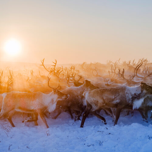 The Inuvialuit reindeer march forward through the waning evening sun, their breath turning to a hazy fog in the -22 degree Fahrenheit air in April. In a matter of weeks, they’ll arrive at their calving grounds on Richards Island in the Beaufort Sea, where female reindeer will give birth and nurse their newborn calves through the warm months before making the return trip back across the tundra. Reindeer and caribou are the same species but differ in domestication and range.