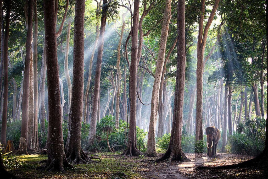 Elephant standing stoically in a forest with light beaming from the trees in a majestic way, highlighting the elephant walking alone.