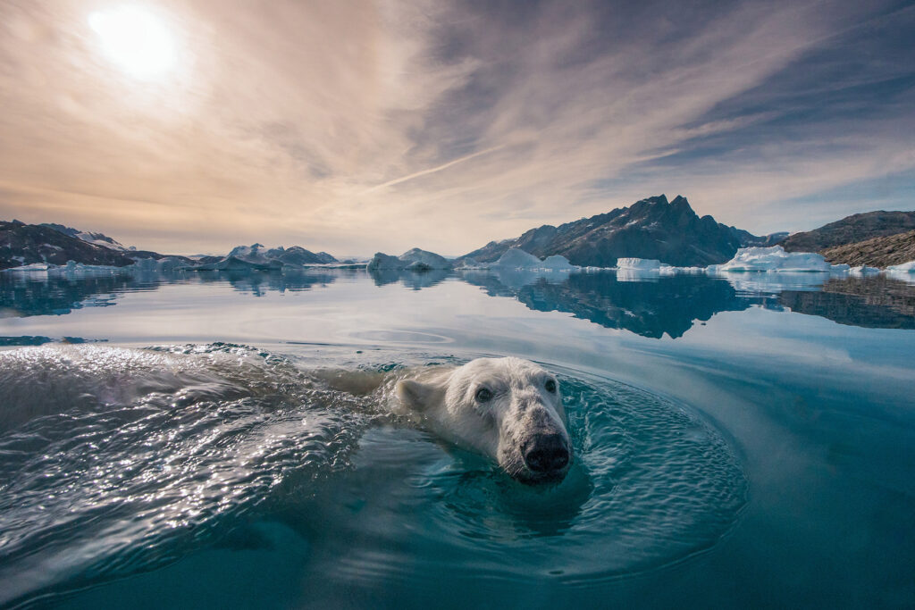 A polar bear swimming in cold water with ice caps in the background.