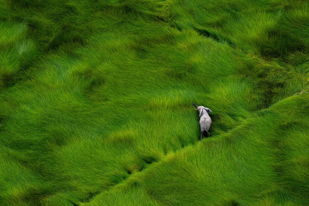 Baby elephant in a grassy plain.