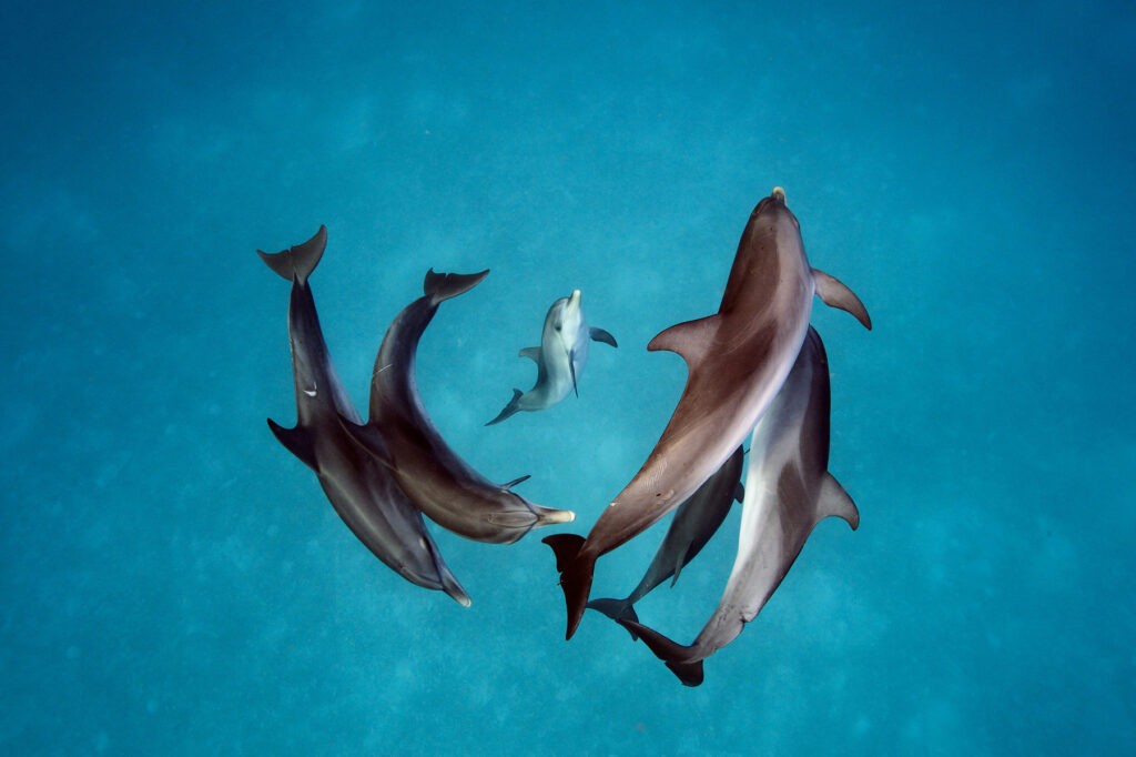 A baby dolphin being circled by 5 other dolphins appearing to do a dance in the water like a ballet.