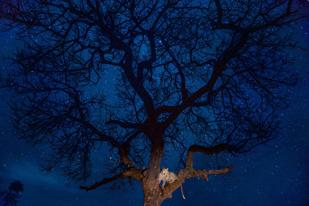 Leopard in a tree with deep blue sky background silhouette tree and leopard lit with stars in the background.
