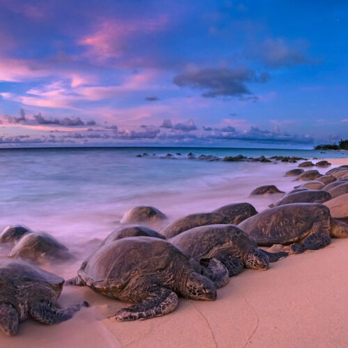 A couple dozen leatherback turtles on the sea shore in Maui.