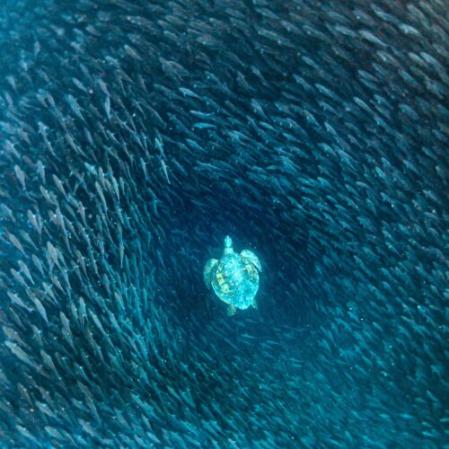 Where daylight begins to fade along a deep undersea wall, a green turtle slowly parts a dense wall of schooling striped salemas.