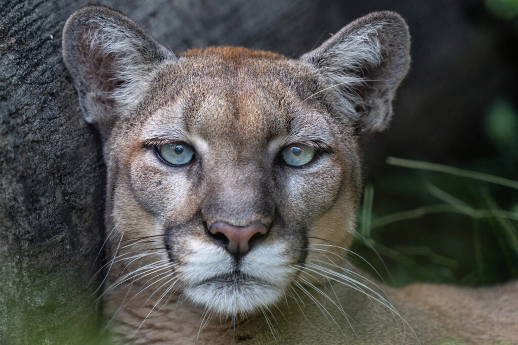 Wild puma large cat in the forest with green eyes looking at the camera.