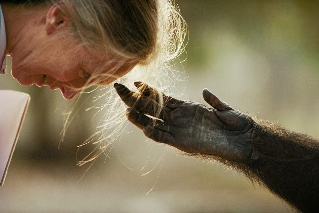 Jane Goodall bowing her head to the the hand of a chimpanzee.