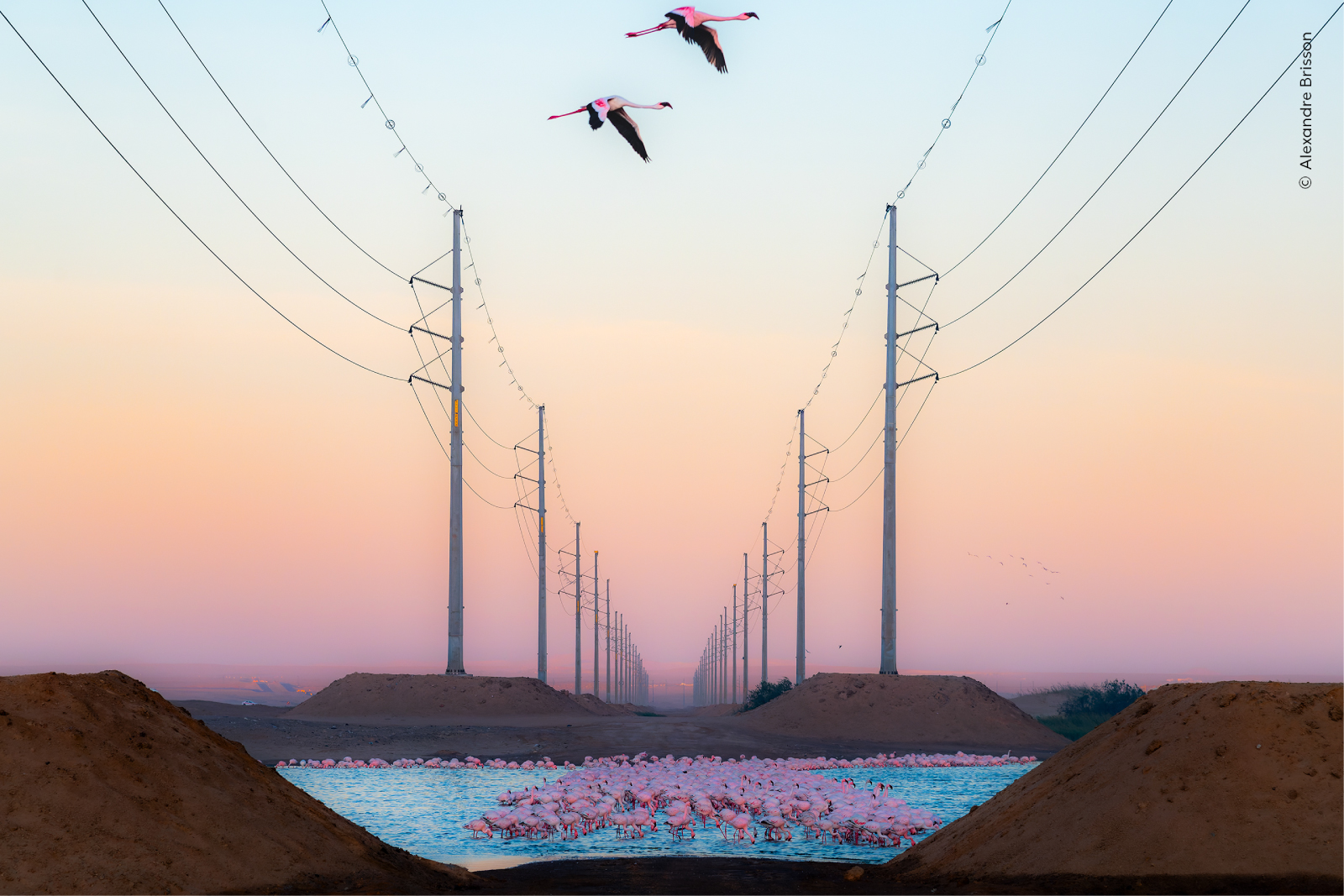 Flamingos gather in a water basin beneath power lines at sunset as two birds fly overhead in a pastel sky.