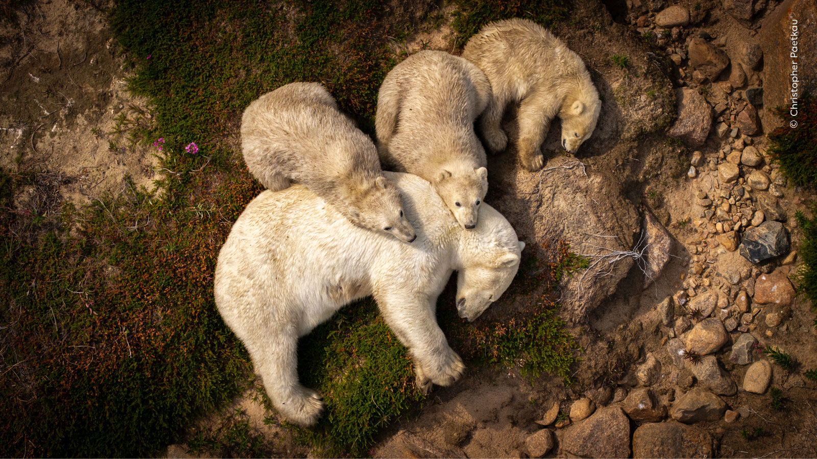 Overhead view of polar bear mother and cub resting together on rocky ground.