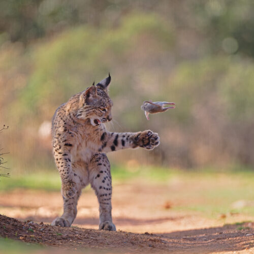 Wild cat standing on a dirt path mid-swipe at a flying bird in a natural setting.