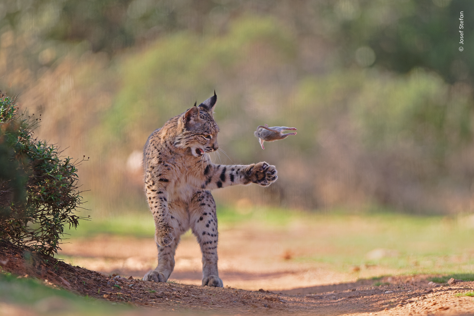 Wild cat standing on a dirt path mid-swipe at a flying bird in a natural setting.