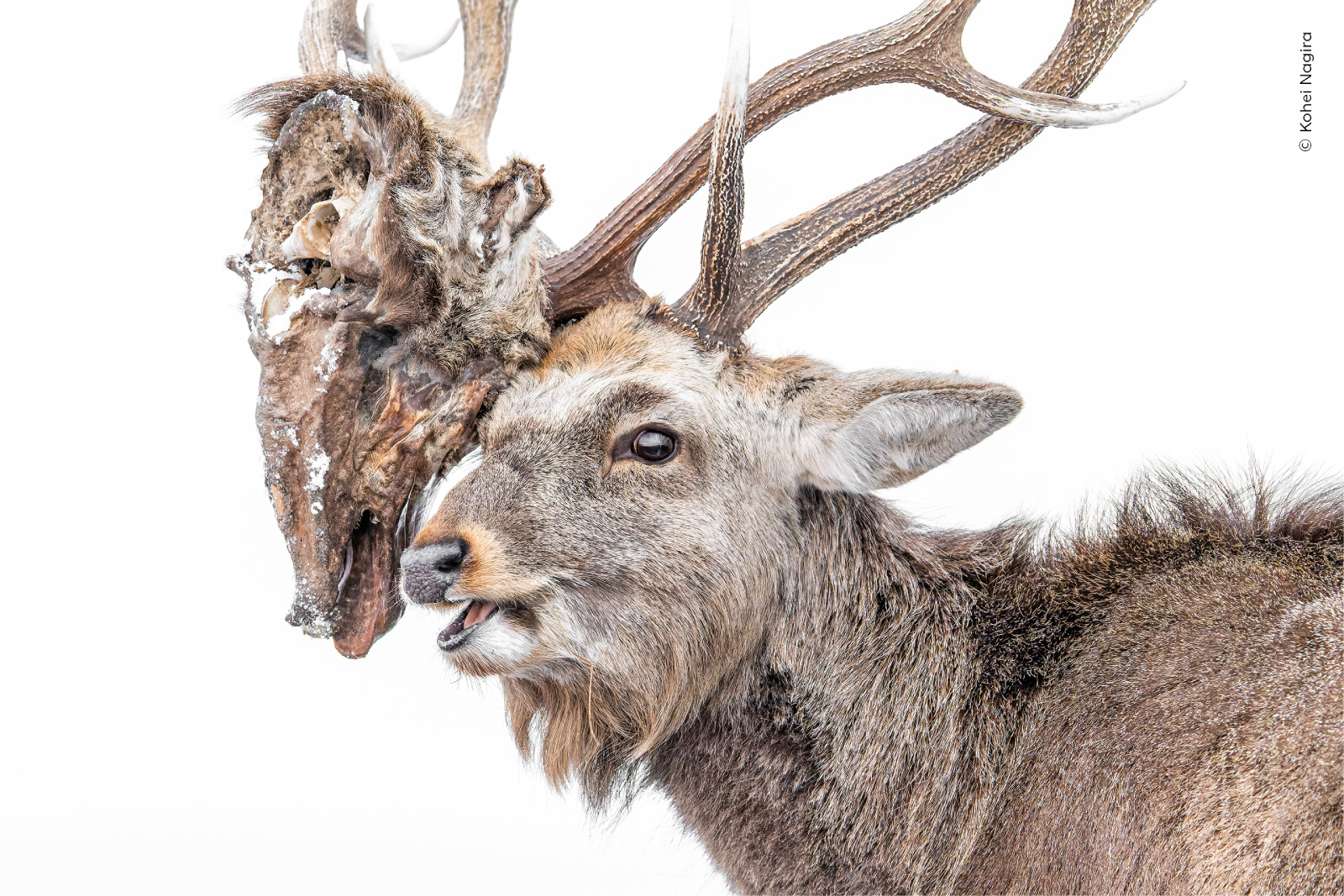 Close up portrait of a deer with large antlers against a clean white background.