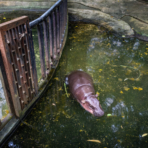 Moo Deng the Hippo
