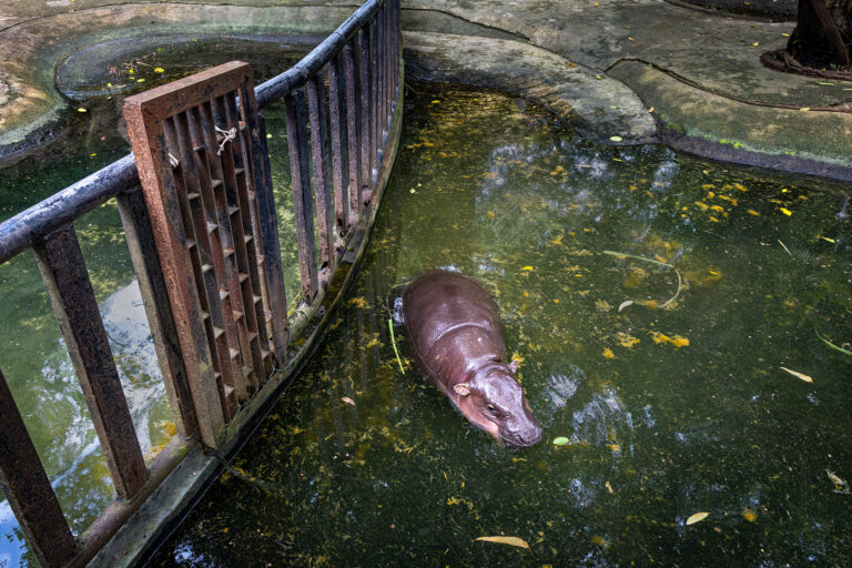 Moo Deng the Hippo