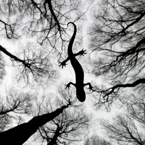 A photo of a salamander lizard silhouette photo taken while lizard in water with reflection of trees surrounding the lizard like veins
