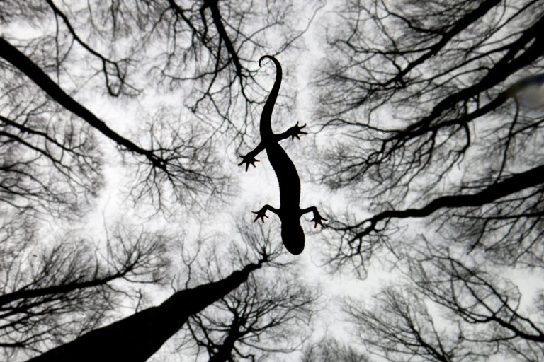 A photo of a salamander lizard silhouette photo taken while lizard in water with reflection of trees surrounding the lizard like veins