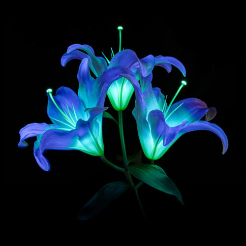 Three lilac flowers lit up with blues and aqua's in front of a black background, making the flowers look iridescent