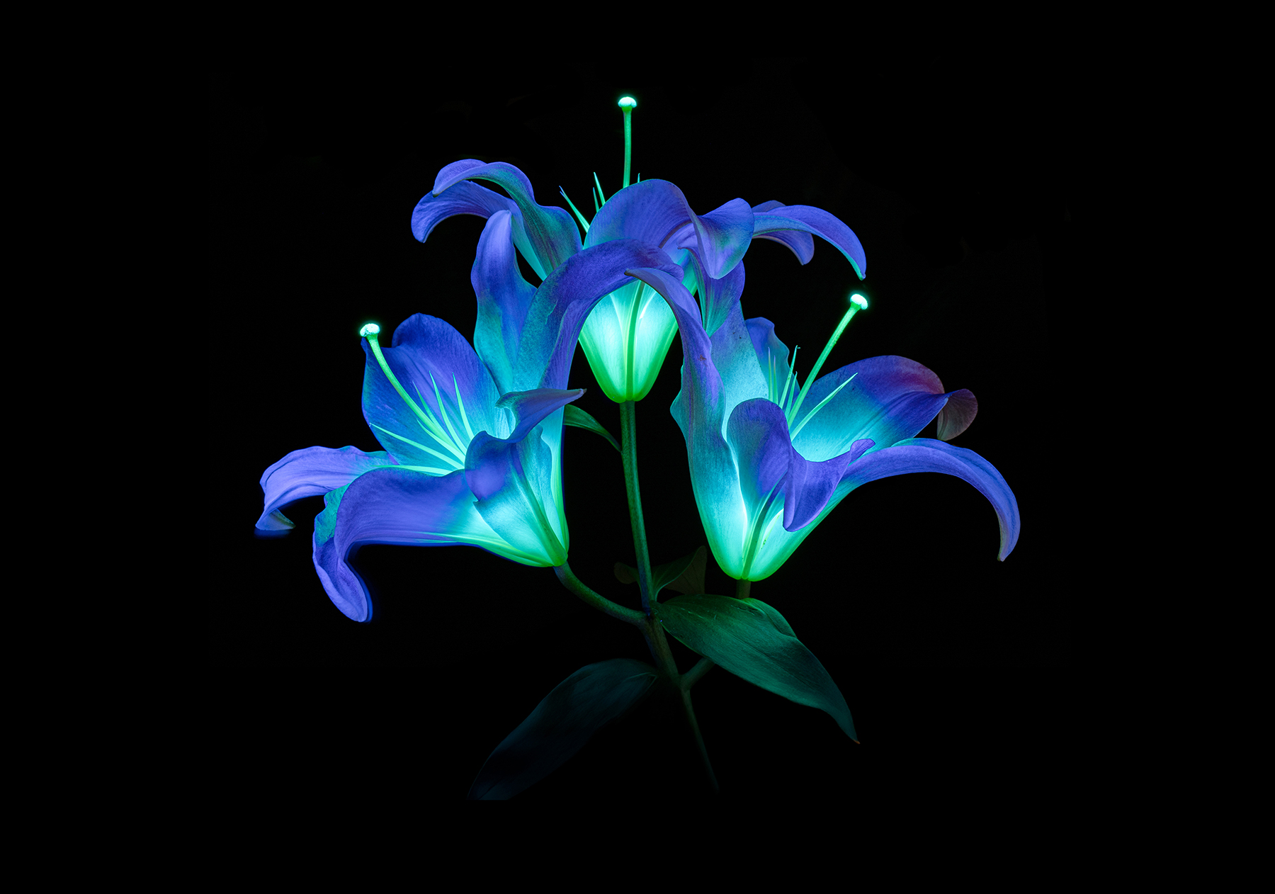 Three lilac flowers lit up with blues and aqua's in front of a black background, making the flowers look iridescent